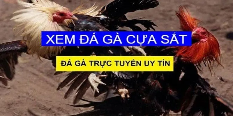Những điểm thu hút nhất của chọi gà cựa sắt