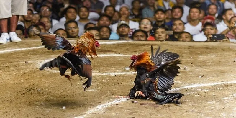 Xác định kết quả đá gà Thomo