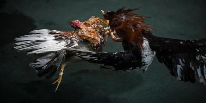 Kinh nghiệm soi kèo dễ thắng nhất hiện nay
